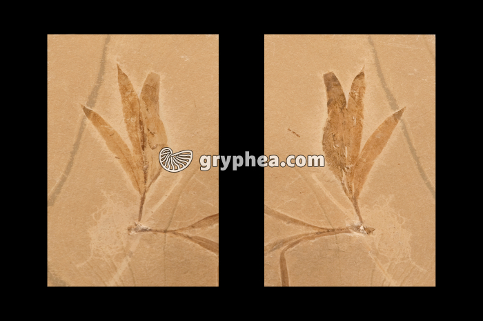 Sapindopsis - saule fossile - gryphea.com